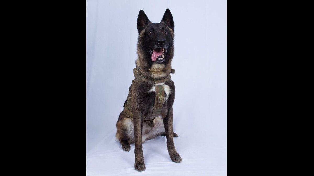 T-shirts, mugs featuring famous military K-9 Conan for sale