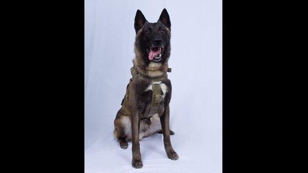  Trump says military working dog Conan, four-legged hero of Baghdadi raid, to visit White House next week