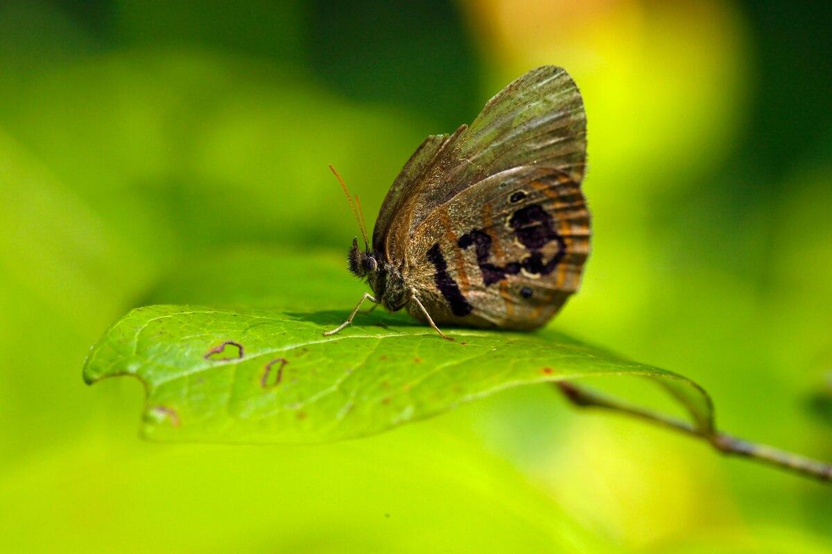  Butterfly on a bomb range: Endangered Species Act at work