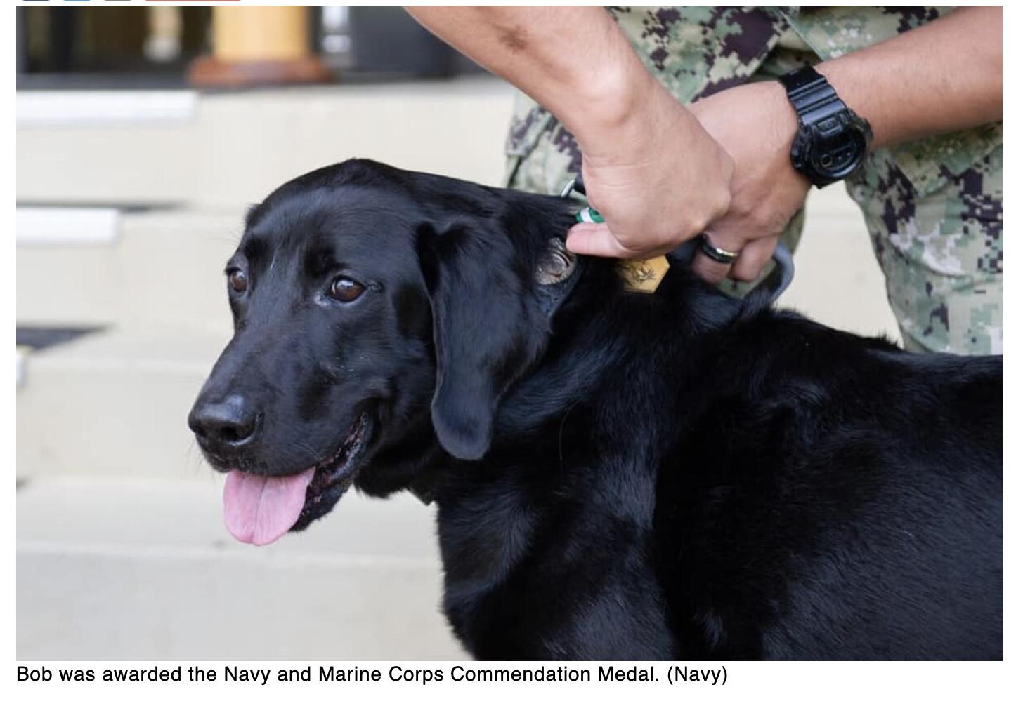  Sailors send off Bob â€” a very good military working dog â€” after a stellar career