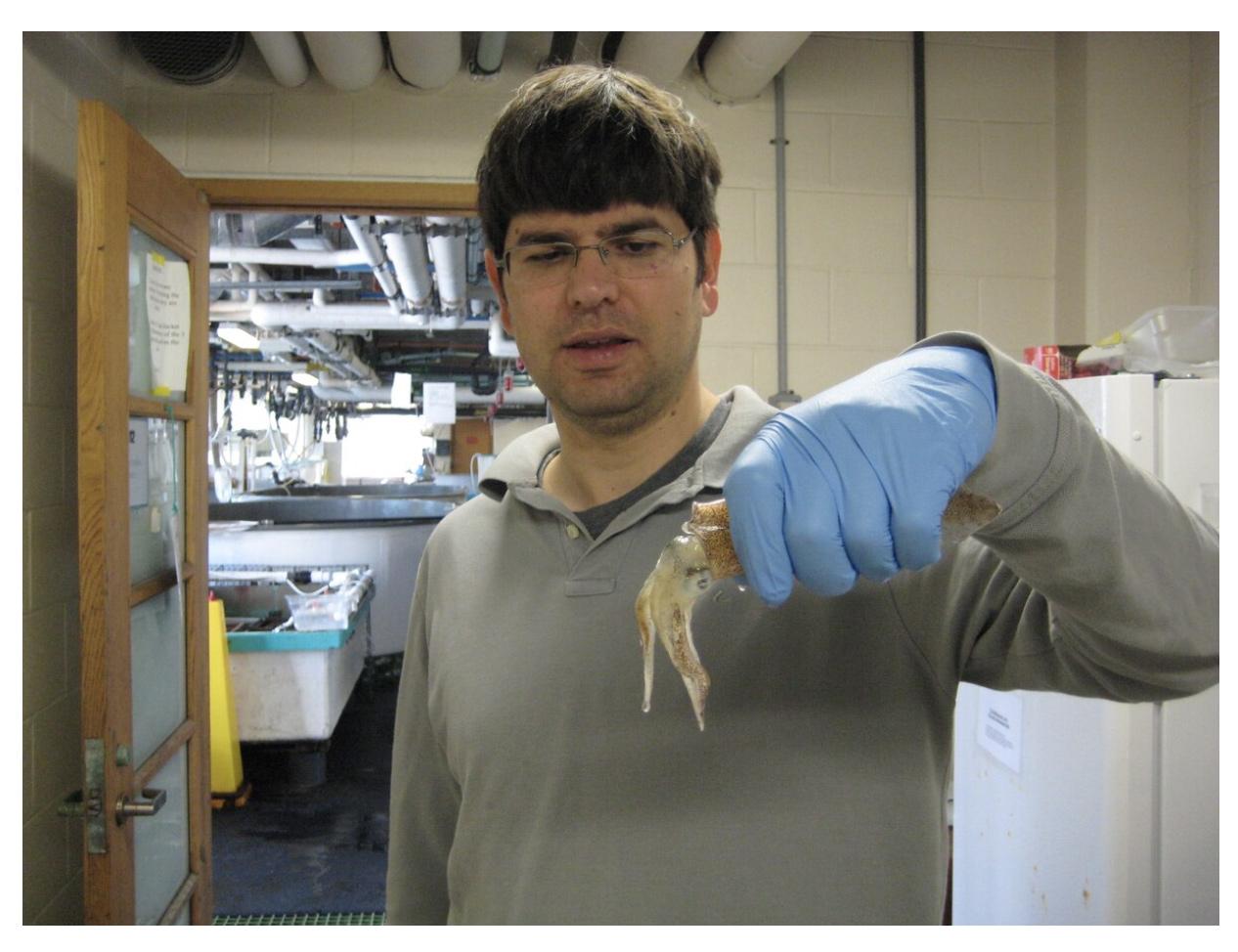  Are squid teeth the secret to building self-healing robots? The Army thinks so