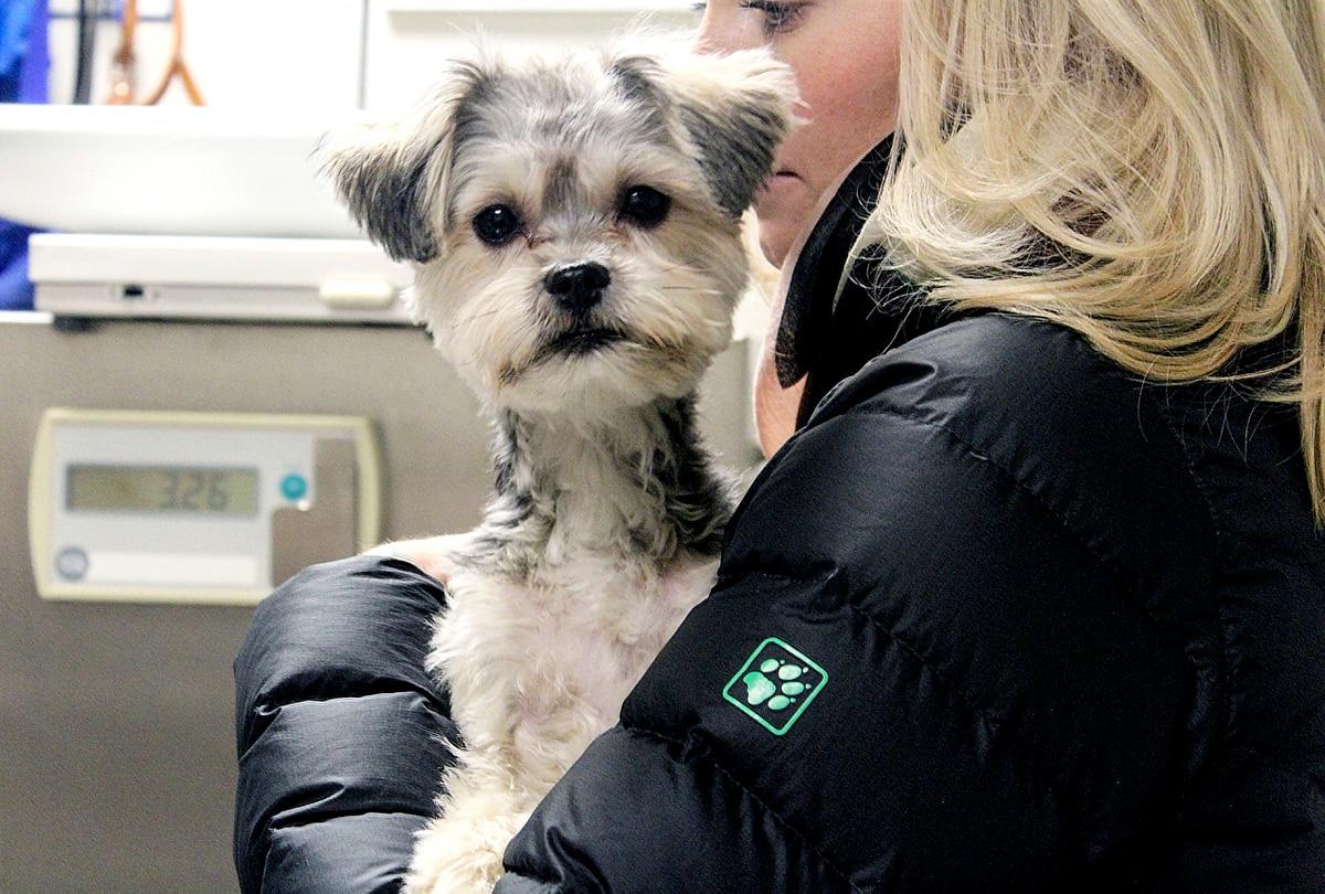 Oso, a Yorkshire terrier-Maltese mix, and his owner wait for their appointment at the U.S. Army Garrison Wiesbaden Veterinary Treatment Facility in 2018. Veterinarians can help prepare pets for PCS. (Ashley L. Keasler/Army