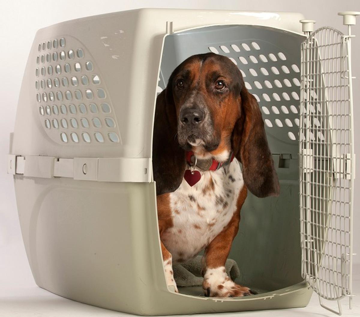  Relief societies step up with more than $200k for pet shipping costs