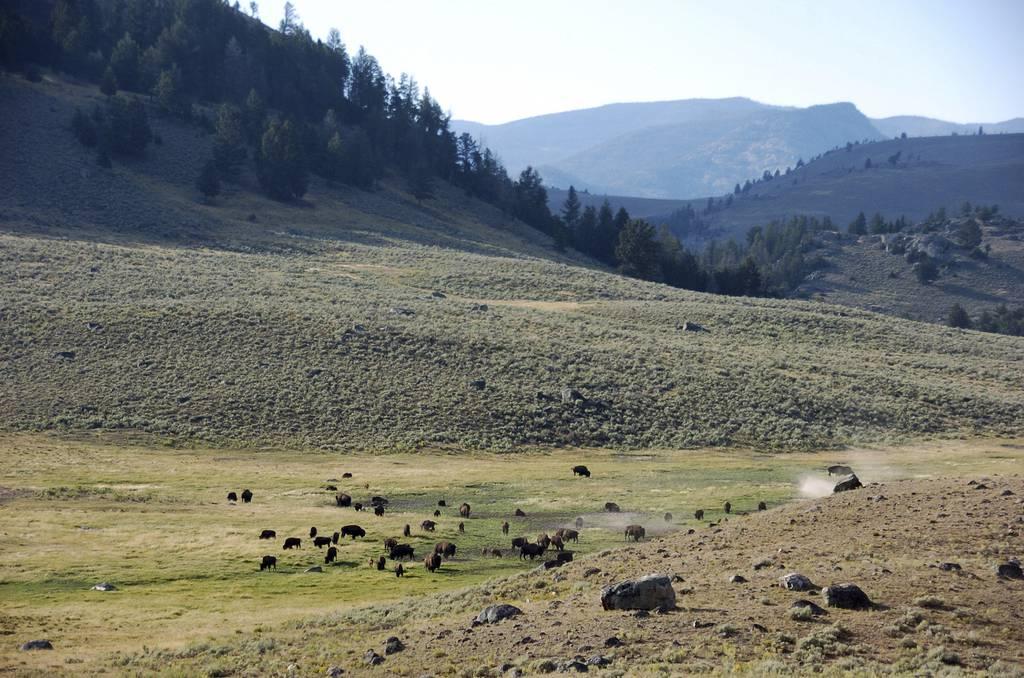 A herd of bison are seen in Yellowstone National Park, Montana, on Aug. 26, 2016. A government panel has renamed a Yellowstone National Park mountain that had been named for a U.S. Army officer who helped lead a massacre o Yellowstone mountain that honored Army officer who led massacre renamed